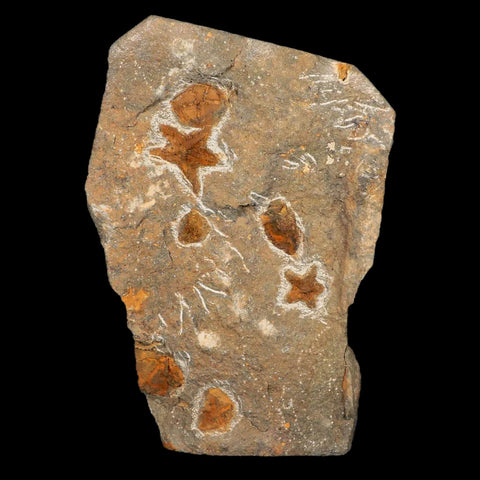 23MM Brittlestar Petraster Starfish Fossil Ordovician Age Blekus Morocco COA - Fossil Age Minerals