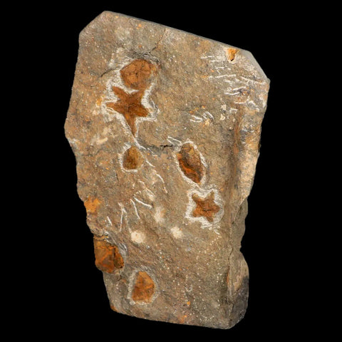 23MM Brittlestar Petraster Starfish Fossil Ordovician Age Blekus Morocco COA - Fossil Age Minerals