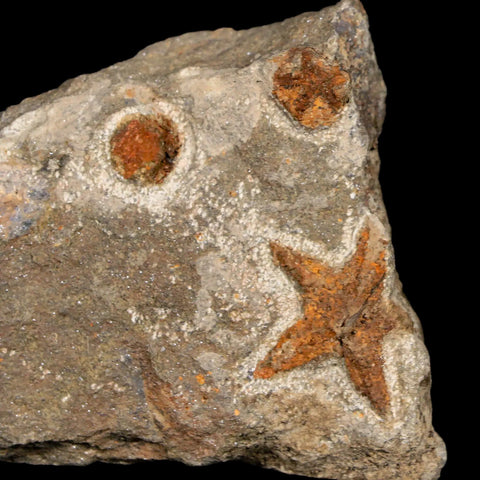 28MM Brittlestar Petraster Starfish Fossil Ordovician Age Blekus Morocco COA - Fossil Age Minerals