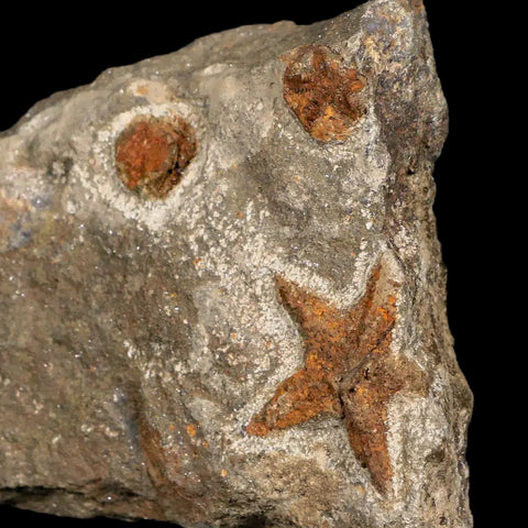 28MM Brittlestar Petraster Starfish Fossil Ordovician Age Blekus Morocco COA - Fossil Age Minerals