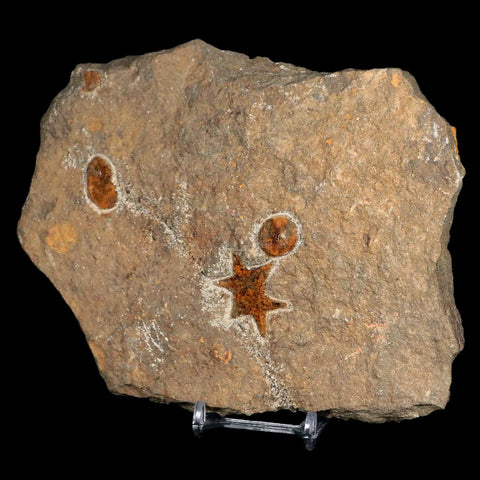 31MM Brittlestar Petraster Starfish Fossil Ordovician Age Blekus Morocco COA - Fossil Age Minerals