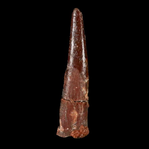 1.2" Pterosaur Coloborhynchus Fossil Tooth Upper Cretaceous Morocco COA & Display - Fossil Age Minerals