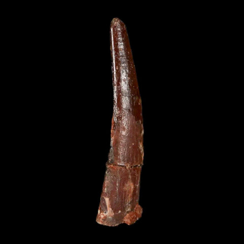 1.2" Pterosaur Coloborhynchus Fossil Tooth Upper Cretaceous Morocco COA & Display - Fossil Age Minerals