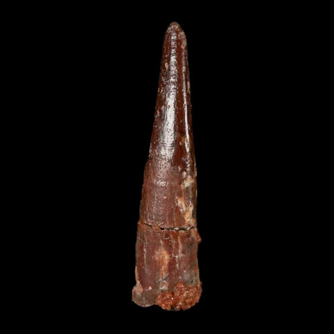 1.2" Pterosaur Coloborhynchus Fossil Tooth Upper Cretaceous Morocco COA & Display - Fossil Age Minerals