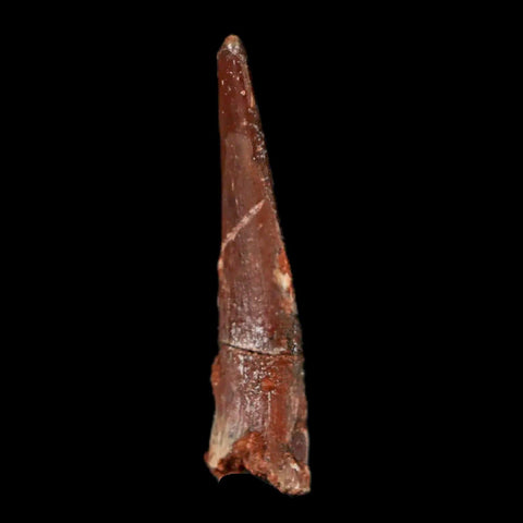 1.2" Pterosaur Coloborhynchus Fossil Tooth Upper Cretaceous Morocco COA & Display - Fossil Age Minerals