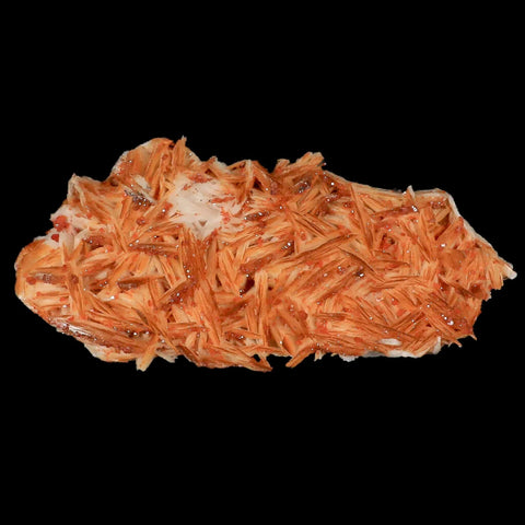 3.9" Sparkly Orange Vanadinite Crystals Orange Barite Blades Mineral Mabladen Morocco - Fossil Age Minerals