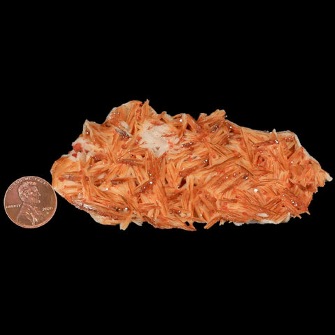 3.9" Sparkly Orange Vanadinite Crystals Orange Barite Blades Mineral Mabladen Morocco - Fossil Age Minerals