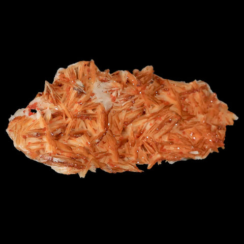 3.9" Sparkly Orange Vanadinite Crystals Orange Barite Blades Mineral Mabladen Morocco - Fossil Age Minerals