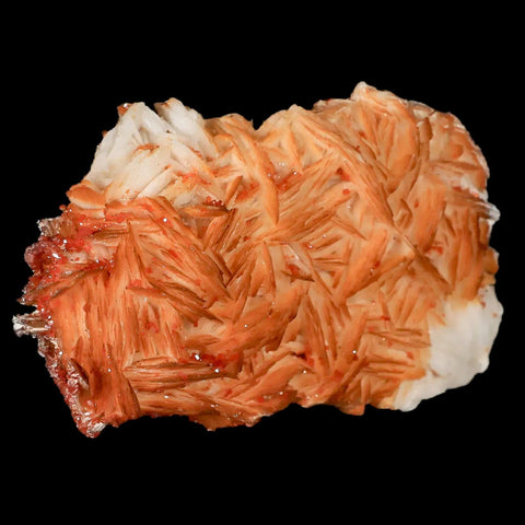 3.1" Sparkly Orange Vanadinite Crystals Orange Barite Blades Mineral Mabladen Morocco - Fossil Age Minerals