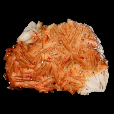 3.1" Sparkly Orange Vanadinite Crystals Orange Barite Blades Mineral Mabladen Morocco - Fossil Age Minerals