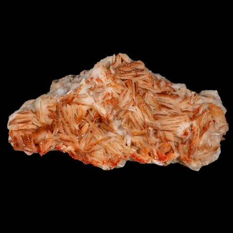 4.9" Sparkly Orange Vanadinite Crystals Orange Barite Blades Mineral Mabladen Morocco - Fossil Age Minerals