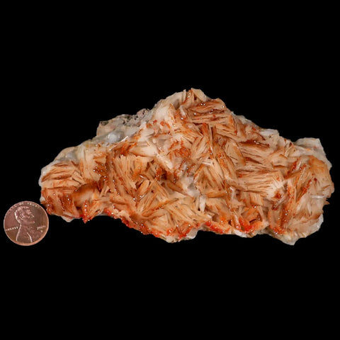 4.9" Sparkly Orange Vanadinite Crystals Orange Barite Blades Mineral Mabladen Morocco - Fossil Age Minerals