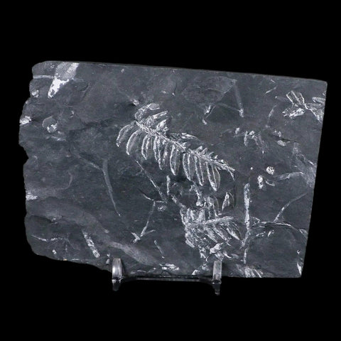 4.6" Alethopteris Fern Plant Leaf Fossil Carboniferous Age Llewellyn FM ST Clair, PA - Fossil Age Minerals