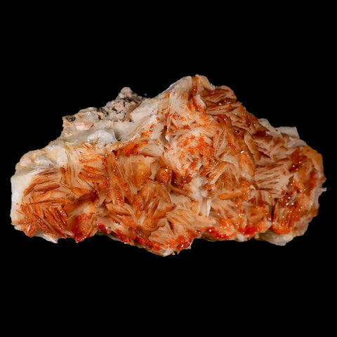 4.9" Sparkly Orange Vanadinite Crystals Orange Barite Blades Mineral Mabladen Morocco - Fossil Age Minerals