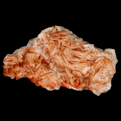 4.9" Sparkly Orange Vanadinite Crystals Orange Barite Blades Mineral Mabladen Morocco - Fossil Age Minerals