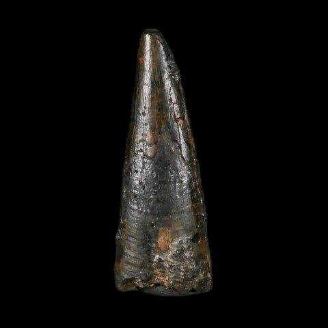 0.9" Pterosaur Coloborhynchus Fossil Tooth Upper Cretaceous Morocco COA & Display - Fossil Age Minerals