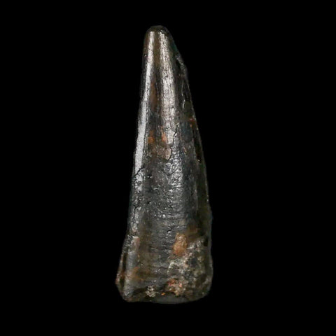 0.9" Pterosaur Coloborhynchus Fossil Tooth Upper Cretaceous Morocco COA & Display - Fossil Age Minerals