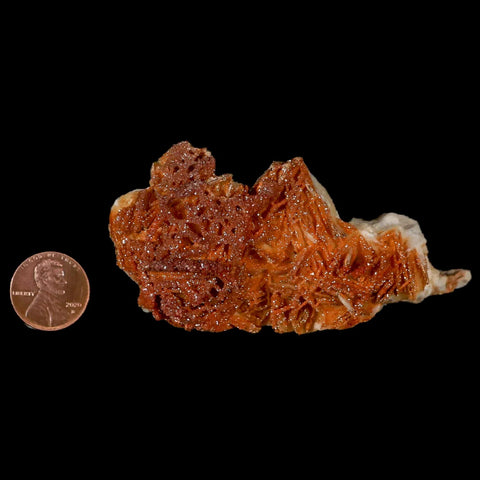 3.5" Sparkly Orange Vanadinite Crystals Orange Barite Blades Mineral Mabladen Morocco - Fossil Age Minerals