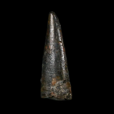 0.9" Pterosaur Coloborhynchus Fossil Tooth Upper Cretaceous Morocco COA & Display - Fossil Age Minerals