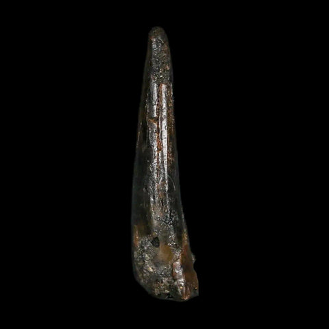 0.9" Pterosaur Coloborhynchus Fossil Tooth Upper Cretaceous Morocco COA & Display - Fossil Age Minerals