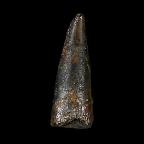 0.9" Pterosaur Coloborhynchus Fossil Tooth Upper Cretaceous Morocco COA & Display - Fossil Age Minerals