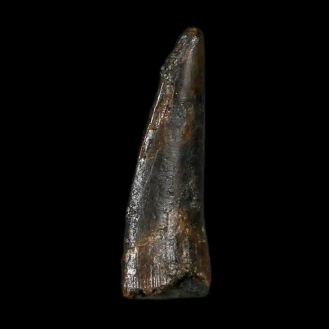 0.9" Pterosaur Coloborhynchus Fossil Tooth Upper Cretaceous Morocco COA & Display - Fossil Age Minerals