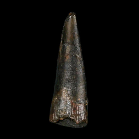 0.9" Pterosaur Coloborhynchus Fossil Tooth Upper Cretaceous Morocco COA & Display - Fossil Age Minerals