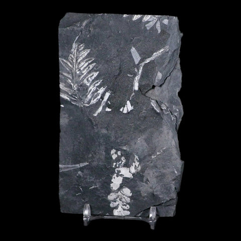 4.7" Alethopteris Fern Plant Leaf Fossil Carboniferous Age Llewellyn FM ST Clair, PA - Fossil Age Minerals