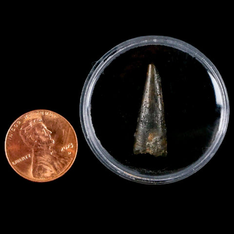 0.9" Pterosaur Coloborhynchus Fossil Tooth Upper Cretaceous Morocco COA & Display - Fossil Age Minerals