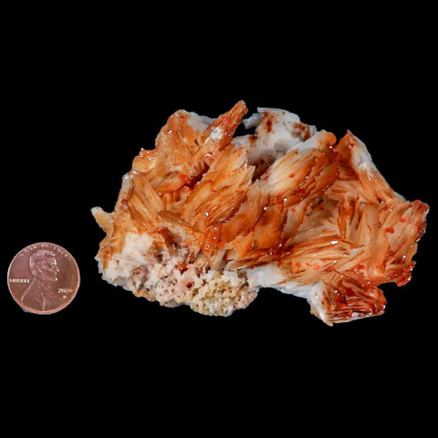 3.4" Sparkly Orange Vanadinite Crystals Orange Barite Blades Mineral Mabladen Morocco - Fossil Age Minerals