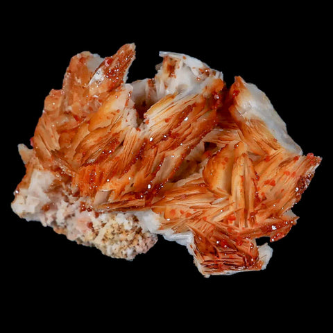 3.4" Sparkly Orange Vanadinite Crystals Orange Barite Blades Mineral Mabladen Morocco - Fossil Age Minerals