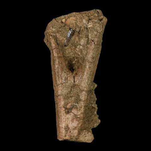 2.9" Juvenile Hadrosaur Dinosaur Fossil Chevron Bone, With Tooth in Matrix Wyoming - Fossil Age Minerals