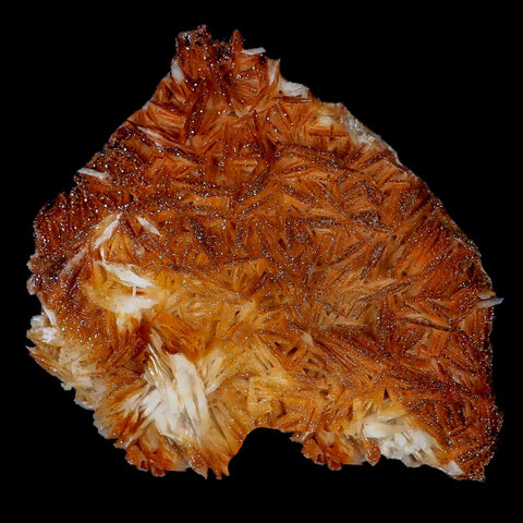 4.5" Sparkly Orange Vanadinite Crystals Orange Barite Blades Mineral Mabladen Morocco - Fossil Age Minerals