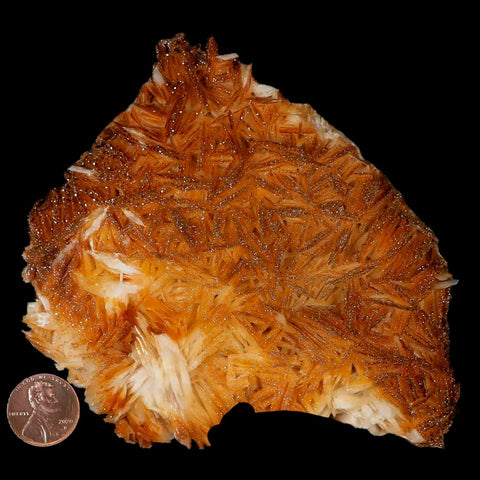 4.5" Sparkly Orange Vanadinite Crystals Orange Barite Blades Mineral Mabladen Morocco - Fossil Age Minerals