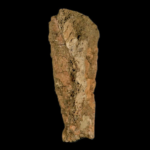 2.9" Juvenile Hadrosaur Dinosaur Fossil Chevron Bone, With Tooth in Matrix Wyoming - Fossil Age Minerals