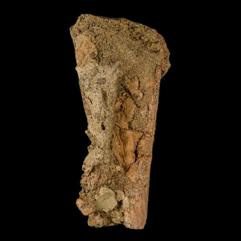 2.9" Juvenile Hadrosaur Dinosaur Fossil Chevron Bone, With Tooth in Matrix Wyoming - Fossil Age Minerals