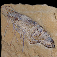 Lebanon Fossil Shrimp