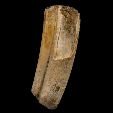 3.5" Giant Ground Sloth Lestodon Armatus Fossil Tooth Pleistocene Epoch South America - Fossil Age Minerals