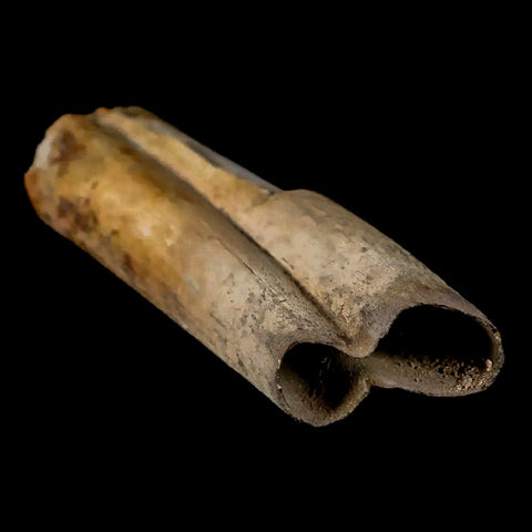 3.5" Giant Ground Sloth Lestodon Armatus Fossil Tooth Pleistocene Epoch South America - Fossil Age Minerals