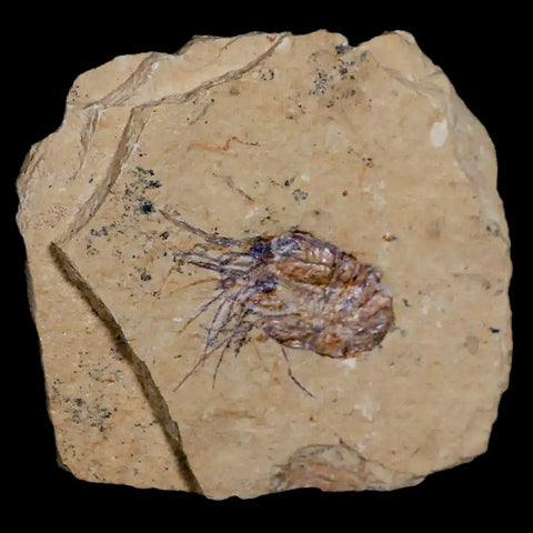 1.3" Fossil Shrimp Carpopenaeus Cretaceous Age 100 Mil Yrs Old Lebanon COA - Fossil Age Minerals