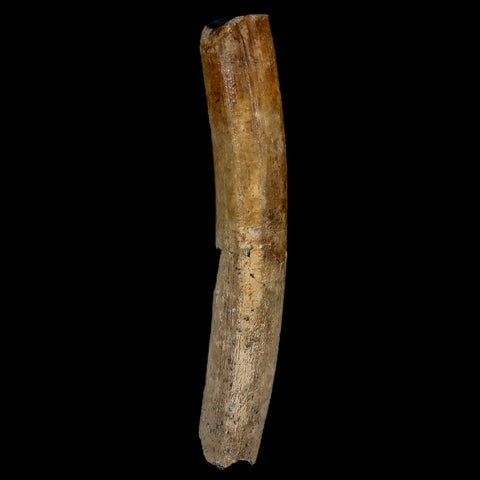 4" Giant Ground Sloth Lestodon Armatus Fossil Tooth Pleistocene Epoch South America - Fossil Age Minerals