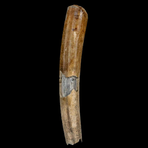 4" Giant Ground Sloth Lestodon Armatus Fossil Tooth Pleistocene Epoch South America - Fossil Age Minerals