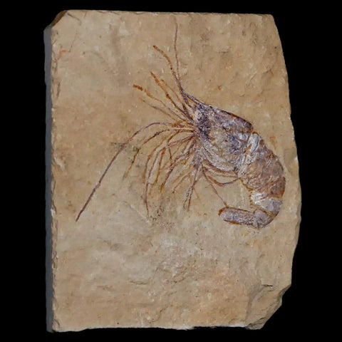 2" Fossil Shrimp Carpopenaeus Cretaceous Age 100 Mil Yrs Old Lebanon COA - Fossil Age Minerals