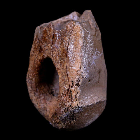 1.1" Rare Troodon Fossil Toe Bone Hollow Center Judith River FM Cretaceous Dinosaur MT - Fossil Age Minerals