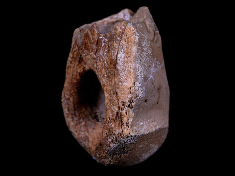 1.1" Rare Troodon Fossil Toe Bone Hollow Center Judith River FM Cretaceous Dinosaur MT - Fossil Age Minerals