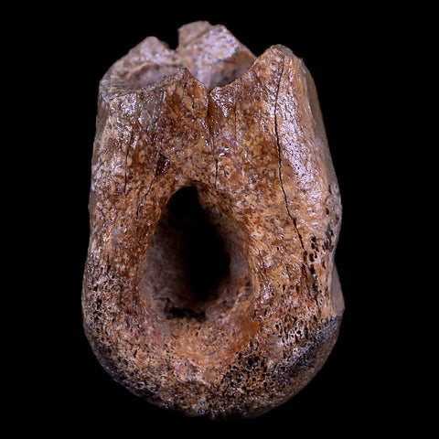 1.1" Rare Troodon Fossil Toe Bone Hollow Center Judith River FM Cretaceous Dinosaur MT - Fossil Age Minerals