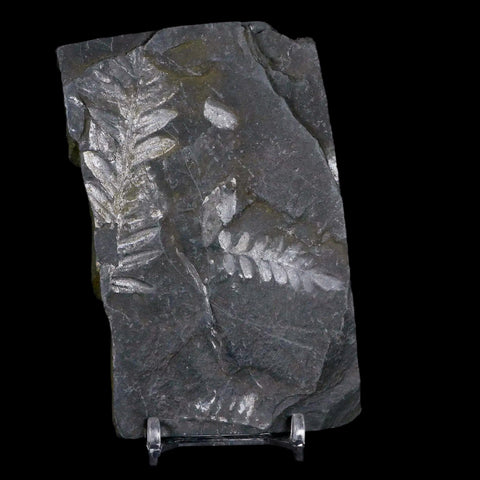 4.5" Alethopteris Fern Plant Leaf Fossil Carboniferous Age Llewellyn FM ST Clair, PA - Fossil Age Minerals