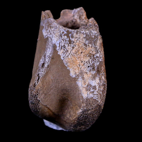 1.1" Rare Troodon Fossil Toe Bone Hollow Center Judith River FM Cretaceous Dinosaur MT - Fossil Age Minerals