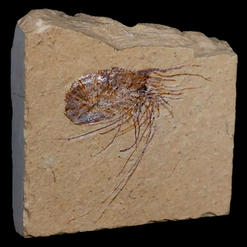 1.7" Fossil Shrimp Carpopenaeus Cretaceous Age 100 Mil Yrs Old Lebanon COA - Fossil Age Minerals