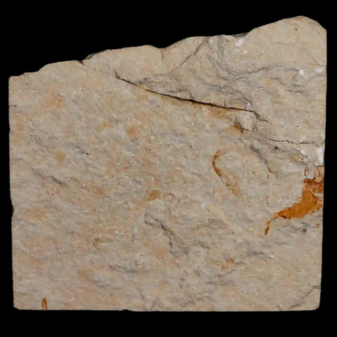 1.7" Fossil Shrimp Carpopenaeus Cretaceous Age 100 Mil Yrs Old Lebanon COA - Fossil Age Minerals